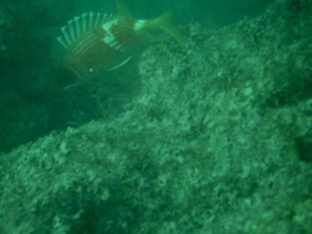 fishyIMAG0017